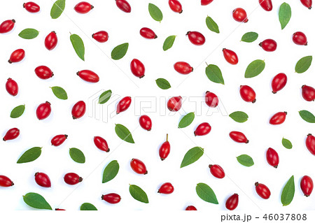rosehip berries isolated on white background. Flat lay pattern. Top view 46037808