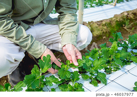 農業　男性 46037977