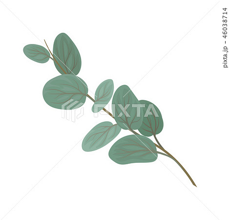 Twig with rounded green leaves, floral design element vector Illustration on a white background 46038714
