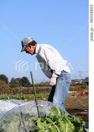 畑で作業する男性 46038805
