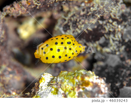 ミナミハコフグの幼魚 ミナミハコフグの幼魚 46039243