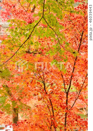 愛知県豊田市 香嵐渓の紅葉風景 愛知県豊田市 香嵐渓の紅葉風景 46039443