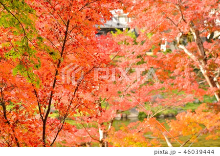 愛知県豊田市 香嵐渓の紅葉風景 愛知県豊田市 香嵐渓の紅葉風景 46039444