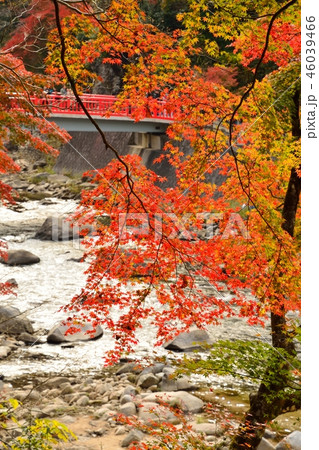 愛知県豊田市　香嵐渓の紅葉風景 46039466