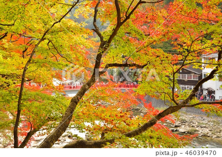 愛知県豊田市　香嵐渓の紅葉風景 46039470