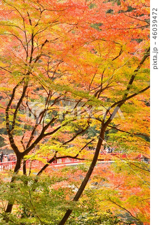 愛知県豊田市　香嵐渓の紅葉風景 46039472
