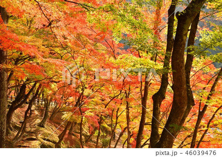 愛知県豊田市　香嵐渓の紅葉風景 46039476