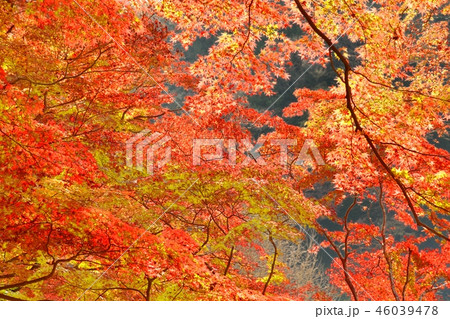 愛知県豊田市 香嵐渓の紅葉風景 愛知県豊田市 香嵐渓の紅葉風景 46039478
