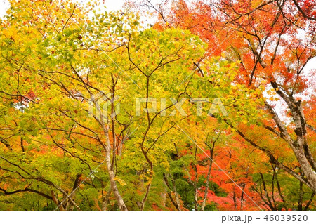 愛知県豊田市 香嵐渓の紅葉風景 愛知県豊田市 香嵐渓の紅葉風景 46039520