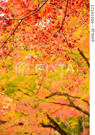 愛知県豊田市 香嵐渓の紅葉風景 愛知県豊田市 香嵐渓の紅葉風景 46039525