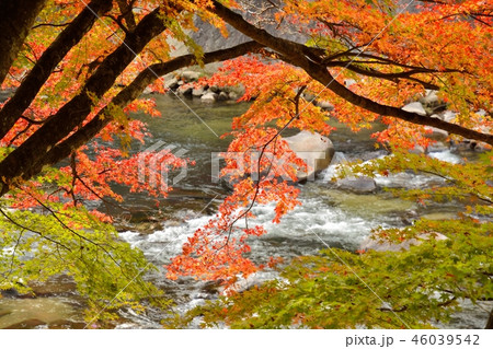 愛知県豊田市 香嵐渓の紅葉風景 愛知県豊田市 香嵐渓の紅葉風景 46039542