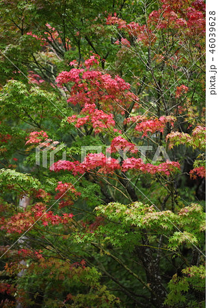 紅葉しはじめたカエデ 紅葉しはじめたカエデ 46039628