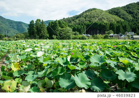 今庄(福井県)-蓮畑 今庄(福井県)-蓮畑 46039823