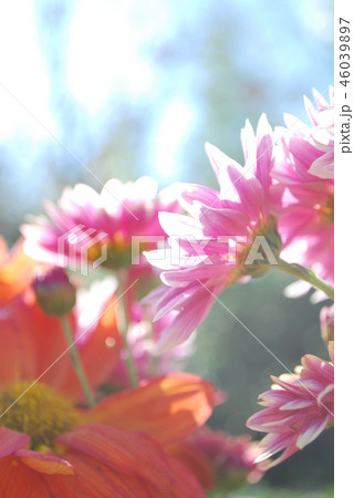 ピンクの菊 ピンクの菊 46039897