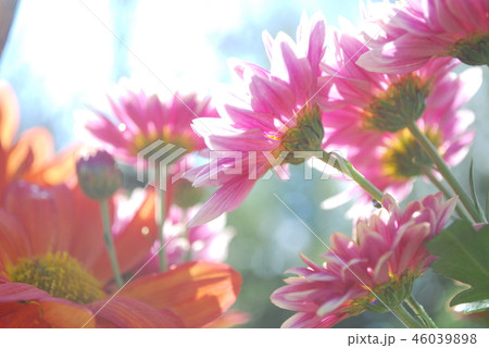 ピンクの菊 ピンクの菊 46039898