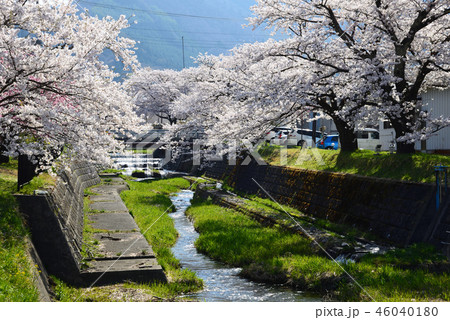 観音寺川の桜 #65 観音寺川の桜 #65 46040180