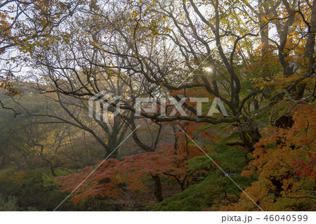 韓国 木 紅葉 46040599