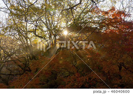 韓国 木 紅葉 46040600