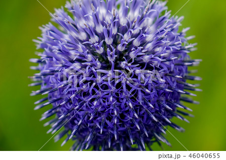 ヒゴタイ ヒゴタイ 46040655