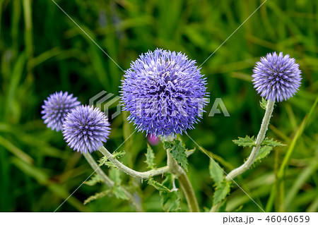 ヒゴタイ 46040659