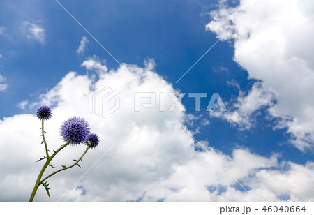 ヒゴタイ 46040664