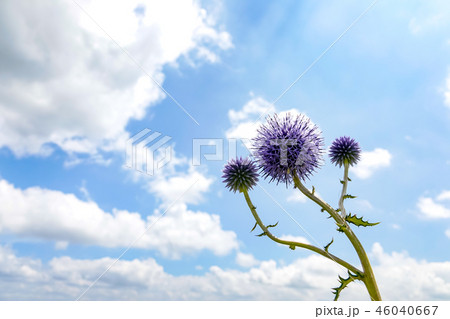 ヒゴタイ ヒゴタイ 46040667