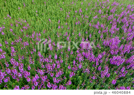 ミソハギ 46040884