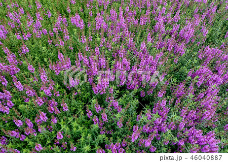 ミソハギ ミソハギ 46040887