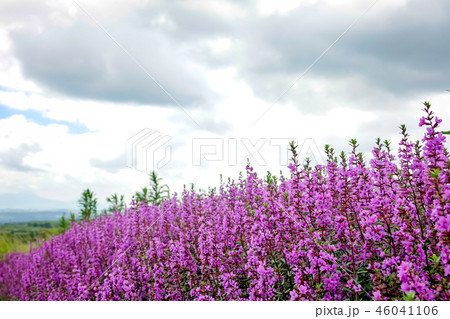 ミソハギ 46041106