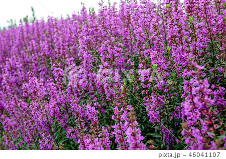 ミソハギ 46041107