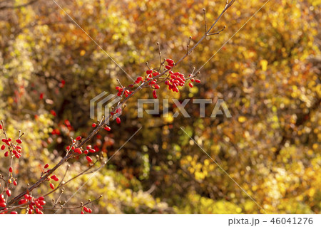 森 秋 麟蹄郡 46041276