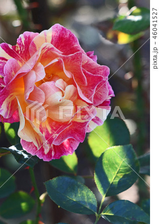 まだら模様とフリル状の花弁が美しいバラ 46041527