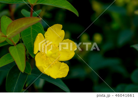 ヒペリカム・ヒドコート ヒペリカム・ヒドコート 46041661