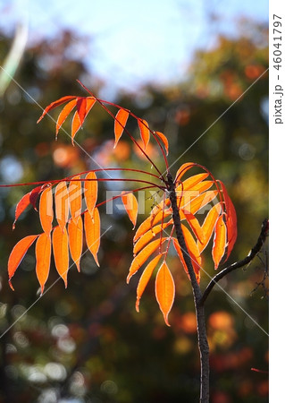 大阪　千里丘陵　晩秋のハゼノキ（万博公園） 46041797