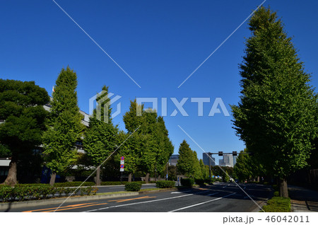東京都千代田区永田町の国会図書館の敷地と国会議事堂の敷地の間を通る道路沿いの街路樹を撮影した写真 東京都千代田区永田町の国会図書館の敷地と国会議事堂の敷地の間を通る道路沿いの街路樹を撮影した写真 46042011