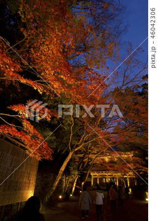 永源寺の紅葉のライトアップ 滋賀県東近江市 の写真素材