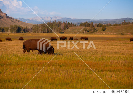 The herd bison in Yellowstone National Park The herd bison in Yellowstone National Park 46042506