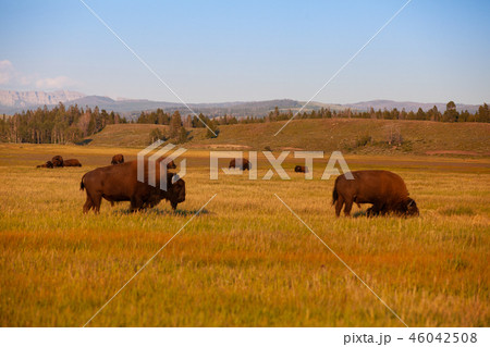 The herd bison in Yellowstone National Park The herd bison in Yellowstone National Park 46042508
