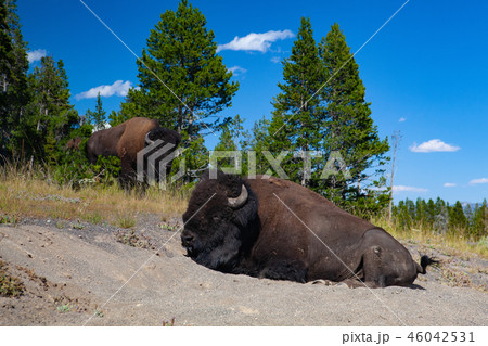 The bison in Yellowstone National Park 46042531