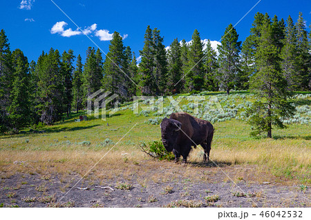 The bison in Yellowstone National Park The bison in Yellowstone National Park 46042532