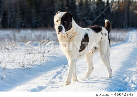 Central Asian Shepherd Dog (alabai) Central Asian Shepherd Dog (alabai) 46042848