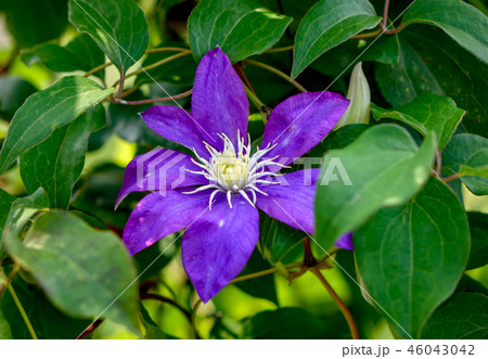 クレマチス 46043042