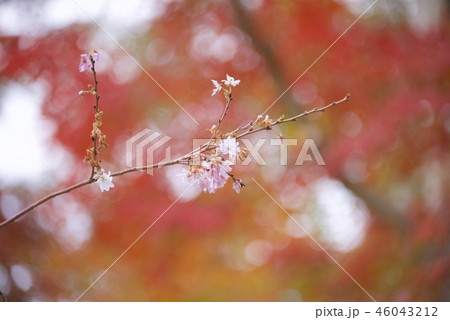 須磨離宮公園の紅葉と四季桜 神戸市 の写真素材
