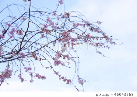 秋の須磨離宮公園の四季桜(神戸市) 秋の須磨離宮公園の四季桜(神戸市) 46043268