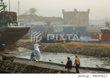 Animals in the fishing port of Essaouira. 46043625