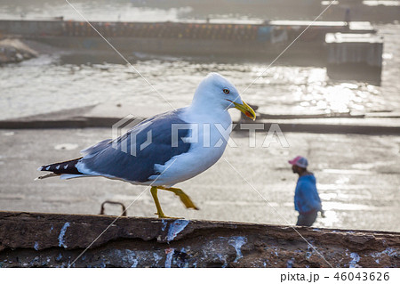 Animals in the fishing port of Essaouira. 46043626