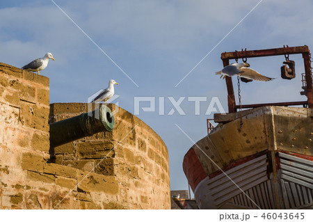 Animals in the fishing port of Essaouira. Animals in the fishing port of Essaouira. 46043645