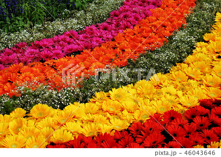 Colorful Stripes of Flowers Colorful Stripes of Flowers 46043646