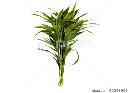 Isolated of  Ribbon dracaena, are tied as holding 46043991