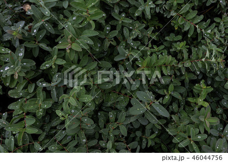 一雨後の植木 46044756
